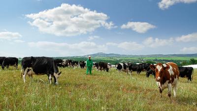 Φάρμα Κουκάκη - Παραγωγή αρίστης ποιότητας γάλακτος