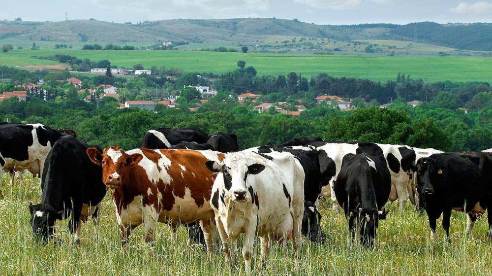 Φάρμα Κουκάκη - Αγελάδες της φάρμας ΚΟΥΚΑΚΗ σε ένα απόλυτα φυσικό περιβάλλον
